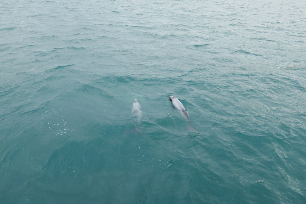 Complex systems perspective on food web&nbsp;change