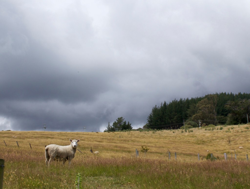 Policies for resilient natural resource&nbsp;systems