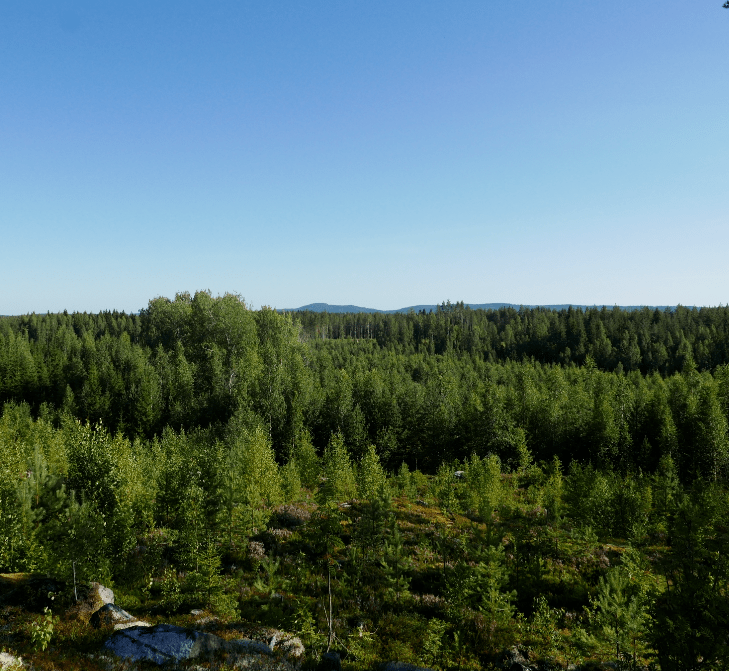 Social-ecological mismatches in&nbsp;forestry